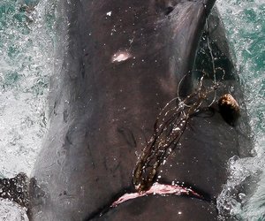 GREAT WHITE SHARK FREED FROM DEADLY FISHING LINE